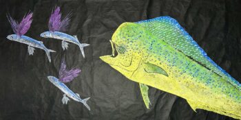 Mahimahi chasing Flying Fish